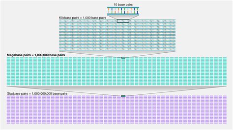 bp to mb|base pairs to megabase pairs.